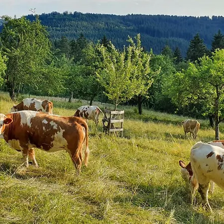 Kleine Holzhuette Im Garten * Schopfloch (Freudenstadt)
